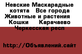 Невские Маскарадные котята - Все города Животные и растения » Кошки   . Карачаево-Черкесская респ.